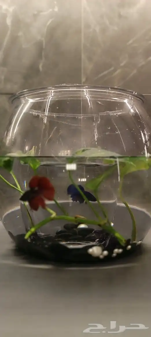 سمك الفايتر   اهدي من تحب اجعل هديتك مميزه 1