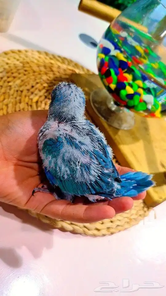 فرخ كويكر ازرق فايلوت ((( تم البيع ))) 4