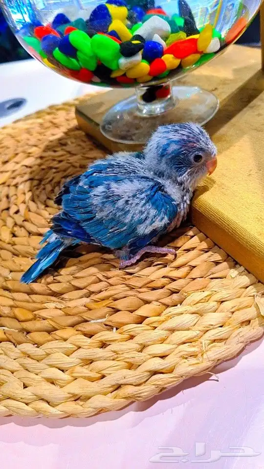 فرخ كويكر ازرق فايلوت ((( تم البيع ))) 7