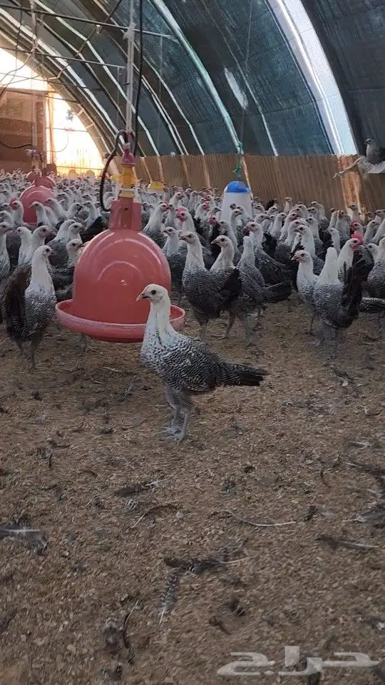 بيض فيومي شبابي سلاله صافيه كميات 1