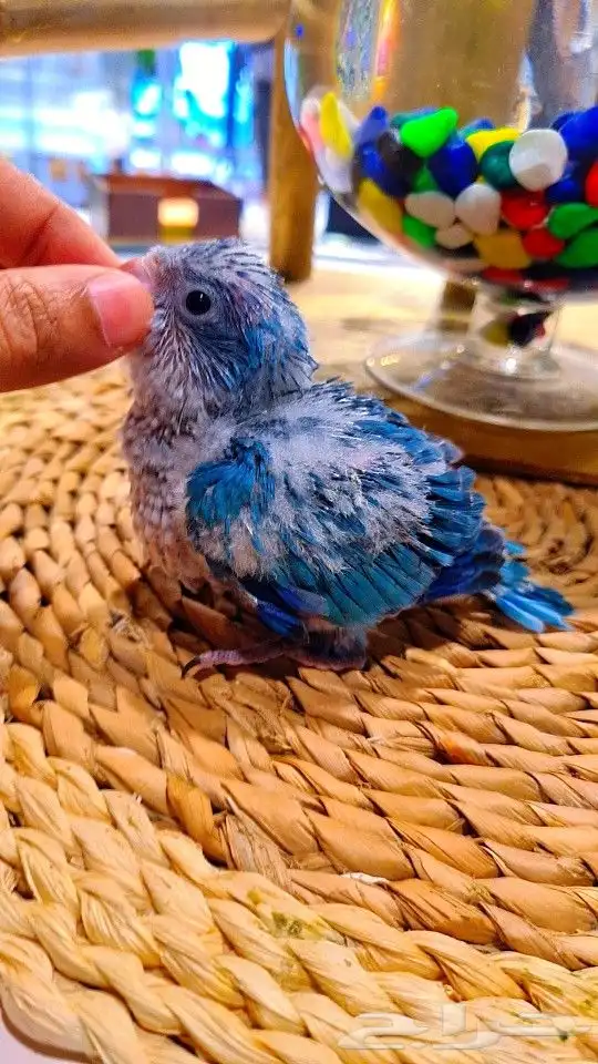 فرخ كويكر ازرق فايلوت ((( تم البيع ))) 11