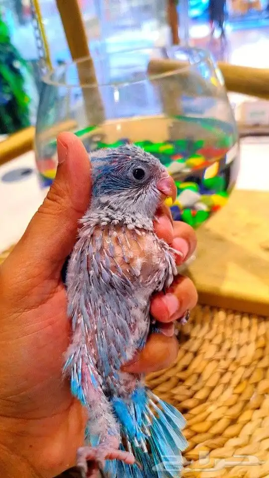 فرخ كويكر ازرق فايلوت ((( تم البيع ))) 14