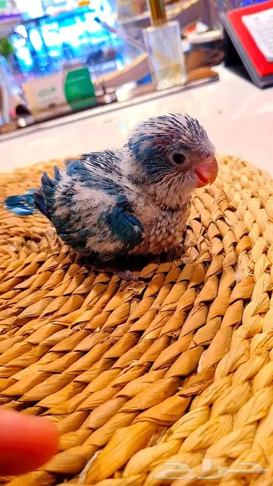 فرخ كويكر ازرق فايلوت ((( تم البيع ))) 1