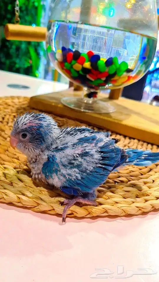 فرخ كويكر ازرق فايلوت ((( تم البيع ))) 20