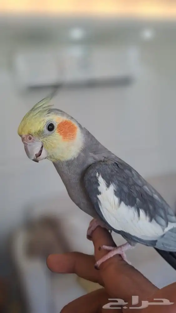 كروان نورمال طفره اليف 2