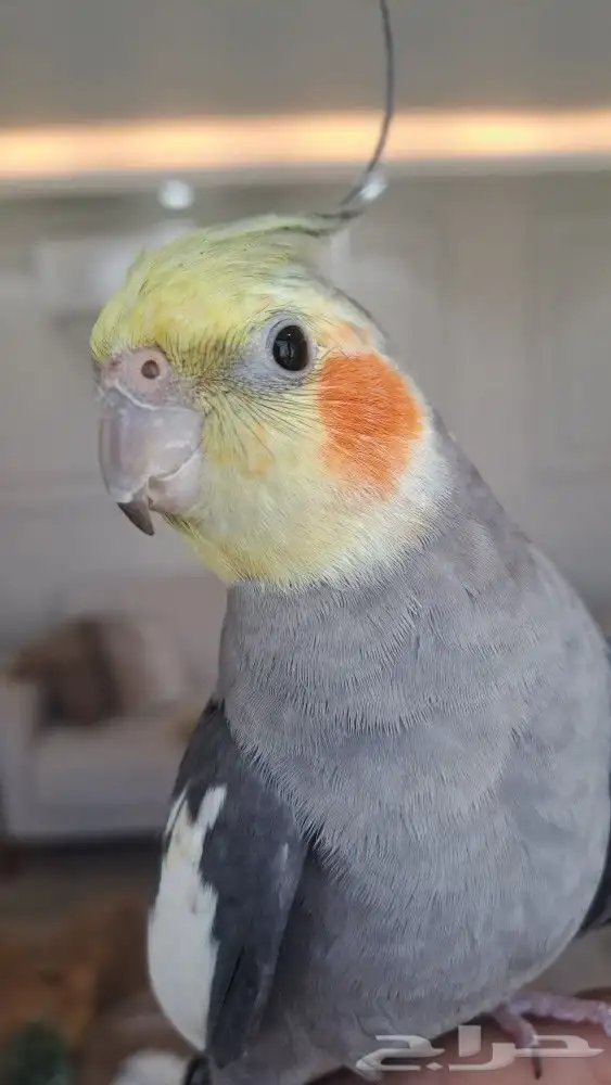 كروان نورمال طفره اليف 0