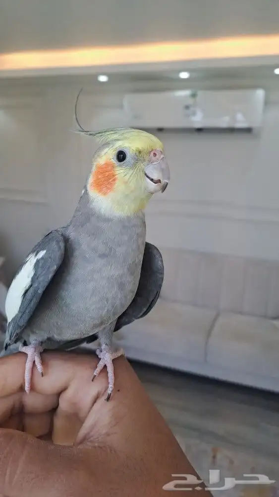 كروان نورمال طفره اليف 3