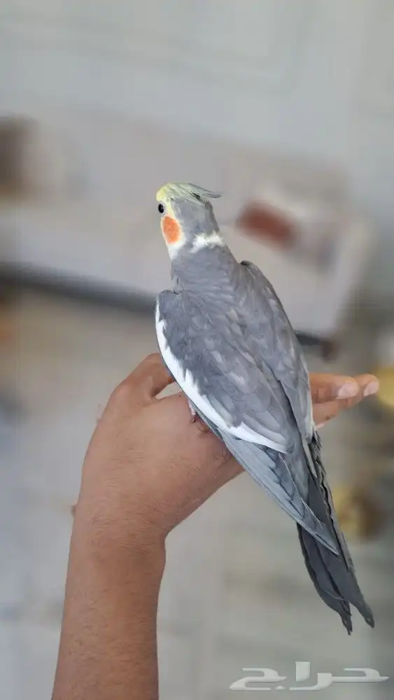 كروان نورمال طفره اليف 1