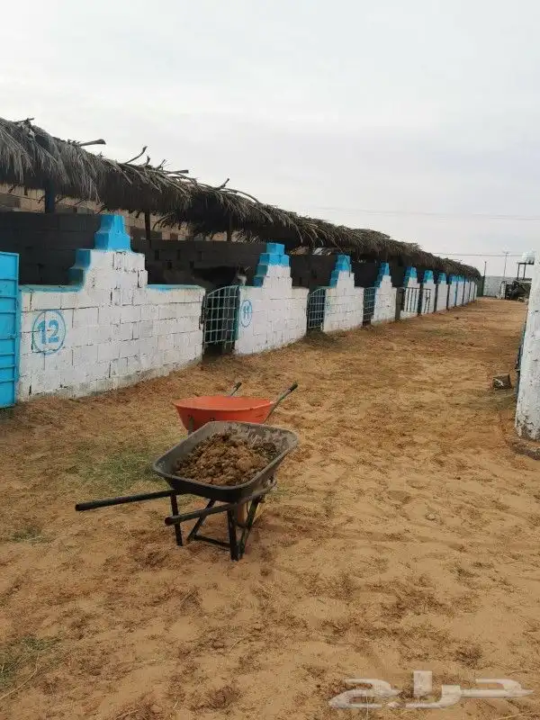 إيواء الخيل العربي بريده البصر 7