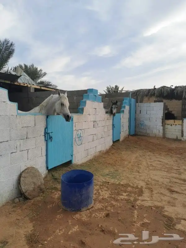 إيواء الخيل العربي بريده البصر 9