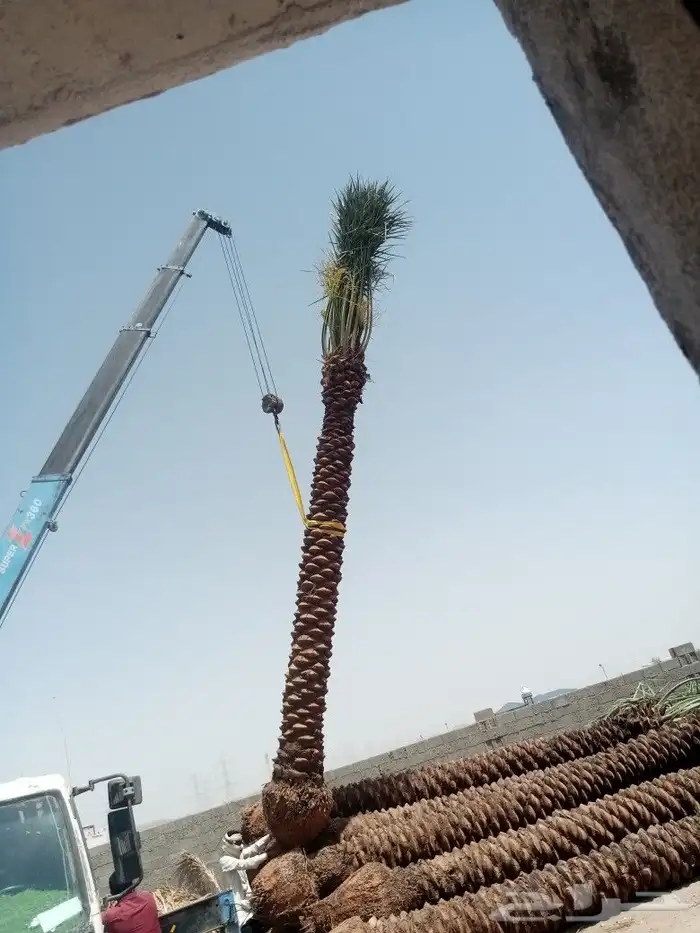 للبيع النخيل المثمر 3