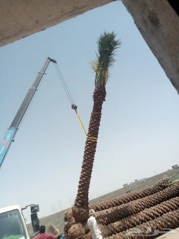 للبيع النخيل المثمر 0