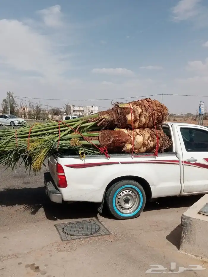 للبيع النخيل المثمر 9