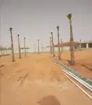 نخل واشنطني 4