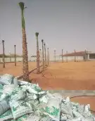 نخل واشنطني 7