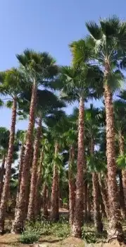 نخل واشنطني 0