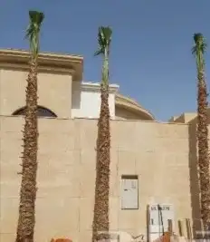 نخل واشنطني 6