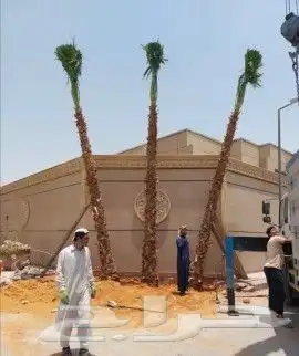 نخل واشنطني 1