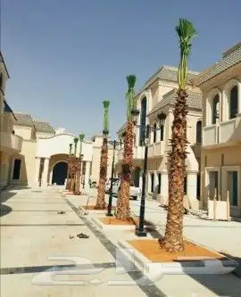 نخل واشنطني 5