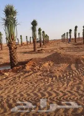 نخل واشنطني 3