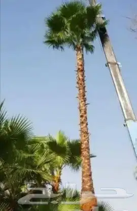 نخل واشنطني 2