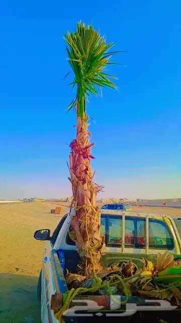يوجد الدينا الان بحايل نخل للبيع واشنطن أمريكي 3