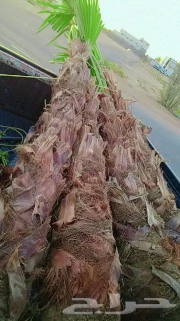 يوجد الدينا الان بحايل نخل للبيع واشنطن أمريكي 0