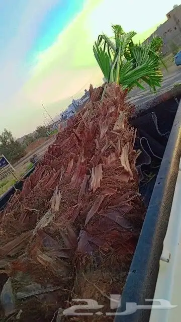 يوجد الدينا الان بحايل نخل للبيع واشنطن أمريكي 1