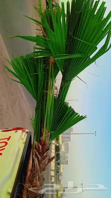 يوجد الدينا الان بحايل نخل للبيع واشنطن أمريكي 2