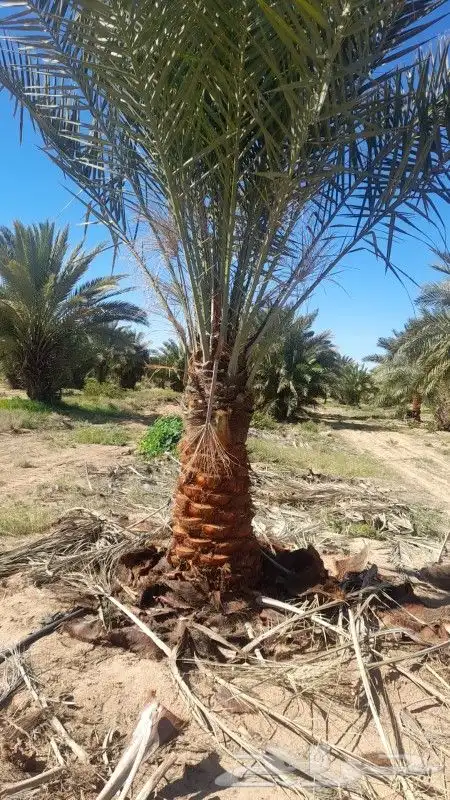 مقاول نخيل الجله المزاحميه تبراك القرنه الجافور وجميع أنحاء 3
