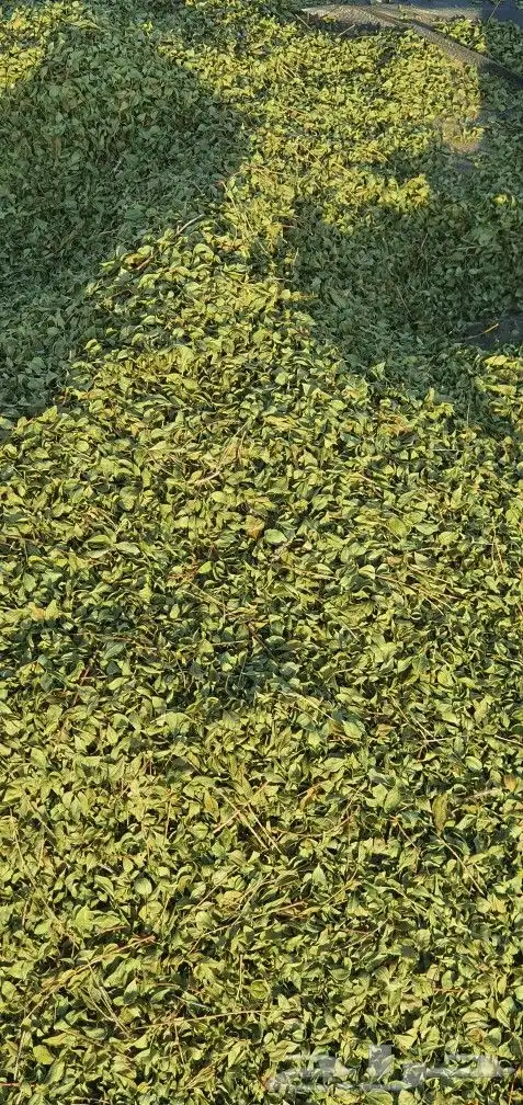 حناء المدينة العضوي من مزرعتي انا شخصيا 4