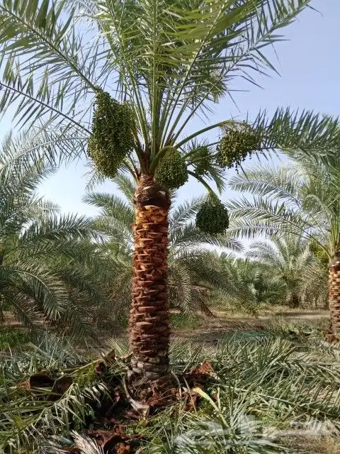 نخل مثمر للبيع توصيل للموقع 6