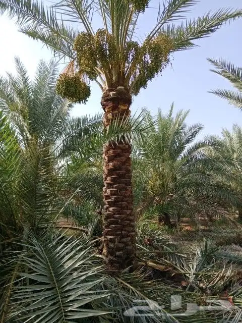 نخل مثمر للبيع توصيل للموقع 2