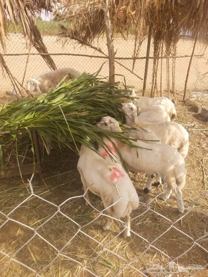 خرفان ضحيى الحق زين 4