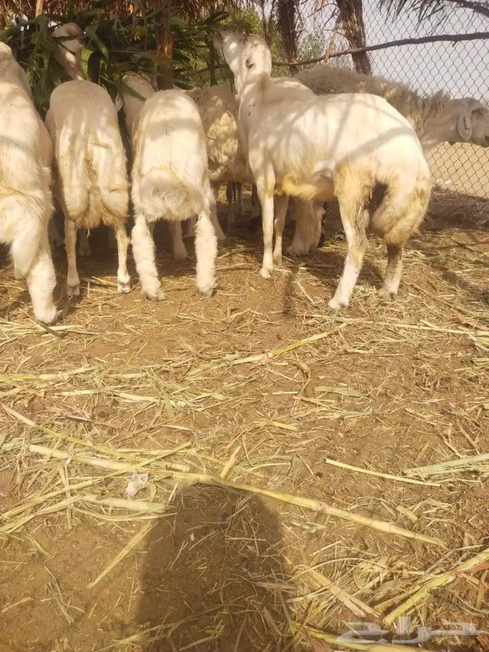 خرفان ضحيى الحق زين 2