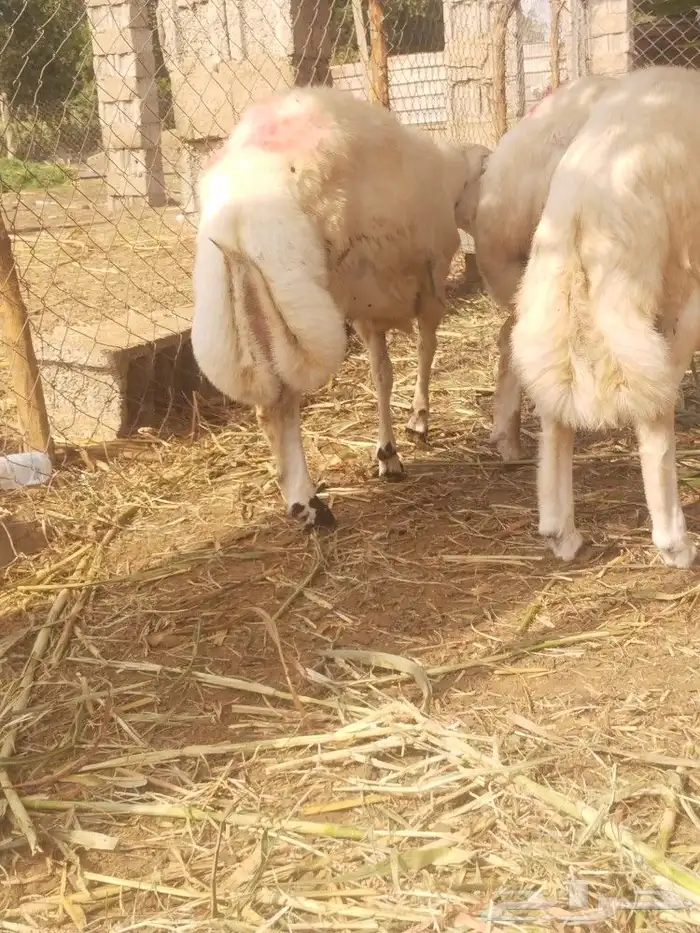 خرفان ضحيى الحق زين 5