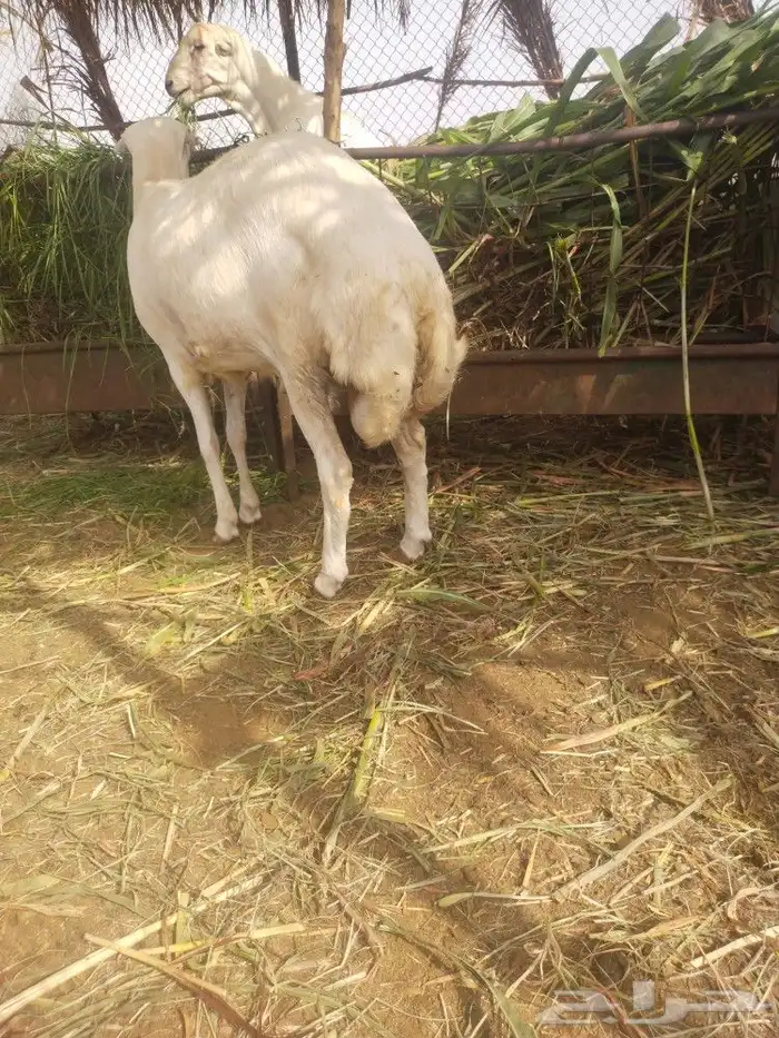 خرفان ضحيى الحق زين 3
