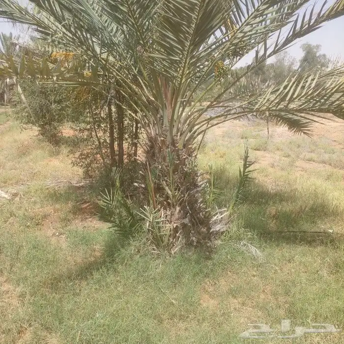 الزلفي يوجد 7 نخلات هشيشي طيبات بفروخهم 5