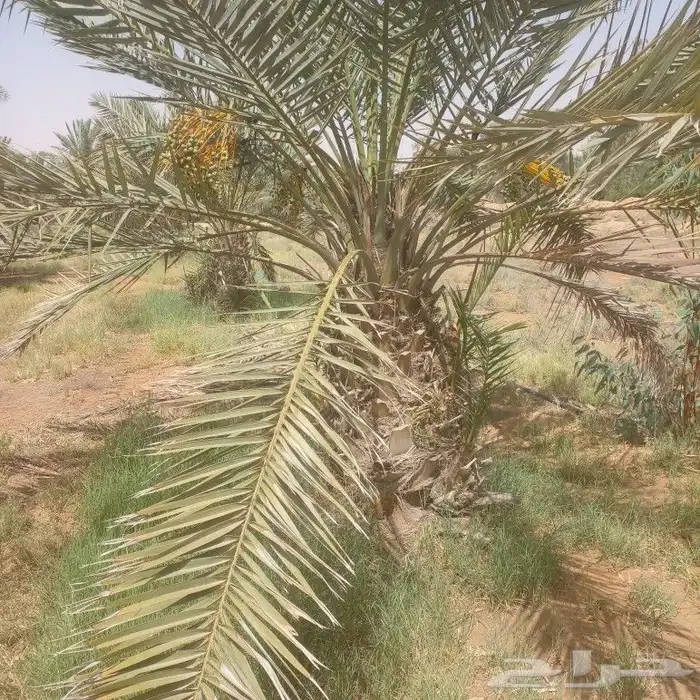 الزلفي يوجد 7 نخلات هشيشي طيبات بفروخهم 1