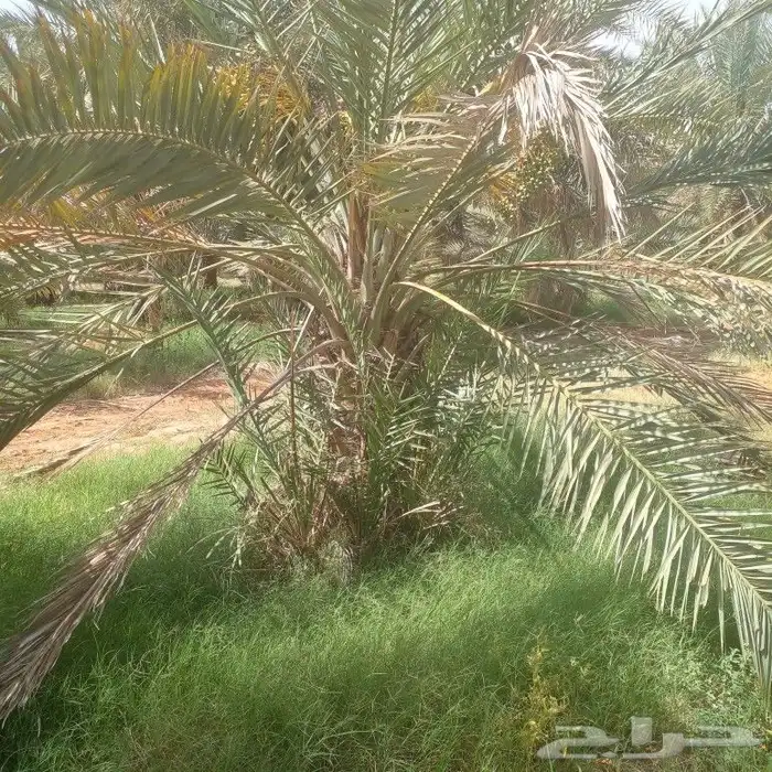 الزلفي يوجد 7 نخلات هشيشي طيبات بفروخهم 4