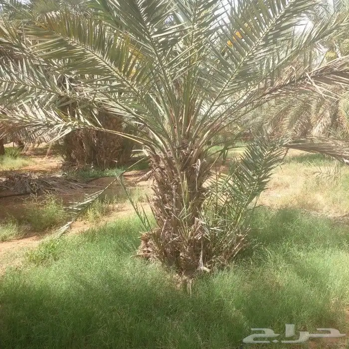 الزلفي يوجد 7 نخلات هشيشي طيبات بفروخهم 0