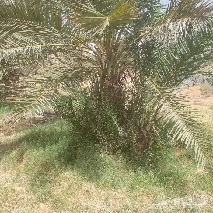 الزلفي يوجد 7 نخلات هشيشي طيبات بفروخهم 3