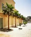 لجميع أعمال النخيل والواشنطني 2
