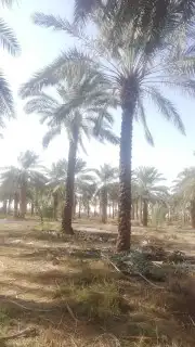 توريد جميع انواع الأشجار والنخيل وزعه وتوصيل باشرف هندسي 1