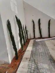 توريد جميع انواع الأشجار والنخيل وزعه وتوصيل باشرف هندسي 9