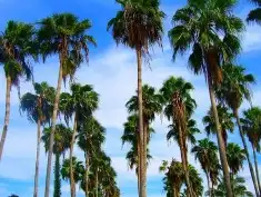 لجميع أعمال النخيل والواشنطني 4