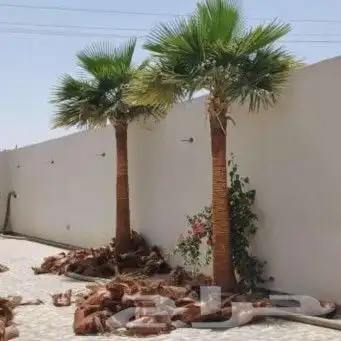 لجميع أعمال النخيل والواشنطني 0