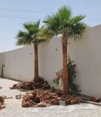 لجميع أعمال النخيل والواشنطني 3