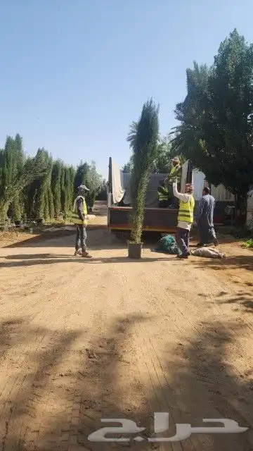 سرو ايطالي تربيه شمسيه مقوم للحراره 1