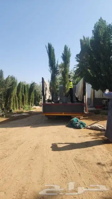 سرو ايطالي تربيه شمسيه مقوم للحراره 2